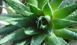 植物的作文300字 我家的仙人掌和芦荟