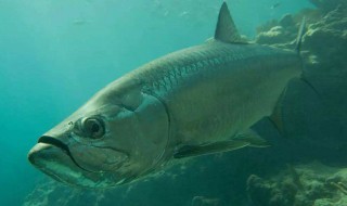 最简单的钓鲻鱼方法 怎么钓鲻鱼