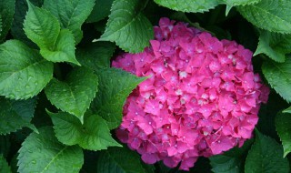 绣球花扦插方法和时间 绣球花如何扦插