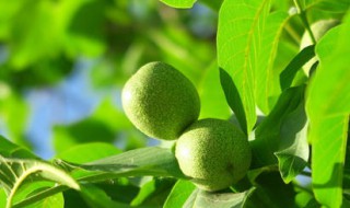 核桃树修剪时间和方法 需要注意什么地方呢