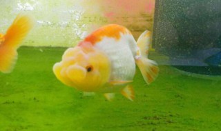 养鱼的方法和技巧 养鱼的方法和技巧有哪些