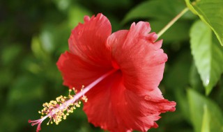 扶桑花扦插方法和时间 剪哪里的枝条比较好呢