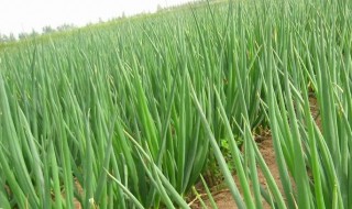 大葱栽培方法 如何种植大葱