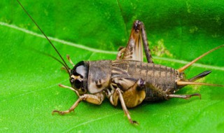 斗蟀的喂养方法 斗蟀有什么喂养方法