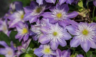 铁线莲扦插方法和时间 什么季节都可以扦插吗