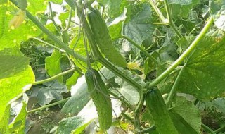 秋黄瓜的种植时间和管理方法 下大雨时应该怎么管理呢