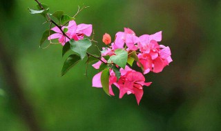 三角梅嫁接时间和方法 哪个季节比较好呢