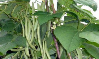 四季豆的种植时间和种植方法 应该如何浇水呢
