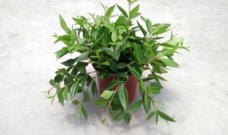 盆栽椒草技巧 盆栽椒草技巧有哪些