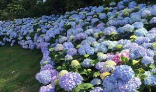 绣球的水扦插方法 选在什么季节好