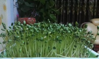 青豆发芽保存方法 青豆发芽能吃吗