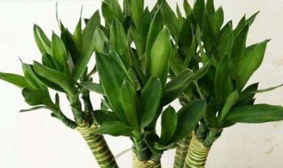 龙竹发芽怎么处理 龙竹发芽怎么处理方法