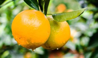 移种橘子树方法 移种后怎么管理