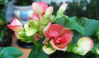 海棠花扦插技巧 四季海棠花的扦插方法