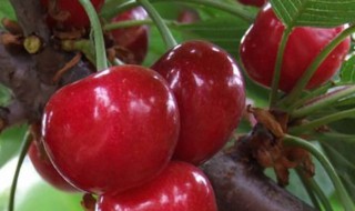 樱桃嫁接时间和方法 樱桃嫁接时间和方法是什么