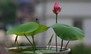 碗莲的养殖方法 碗莲如何养殖