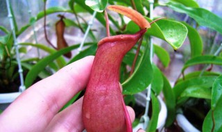 猪笼草的养殖方法 猪笼草如何养殖