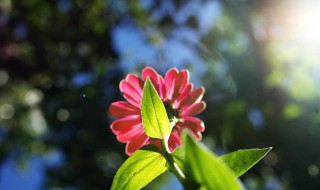 花卉保温技巧 花卉保温的四个小技巧