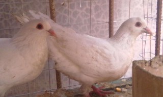 鸽子分公母最简单方法 鸽子怎么分公母