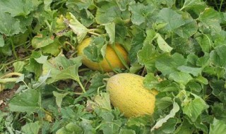 哈密瓜的留蔓方法 哈密瓜的留蔓方法简单介绍