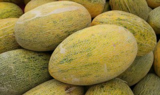 哈蜜瓜种植方法 哈蜜瓜种植方法介绍