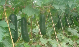 冬瓜什么时候种植最好 冬瓜的种植时间