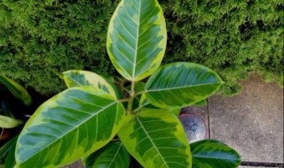 心叶榕养护方法 心叶榕如何养殖