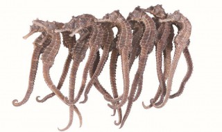 海马烹饪方法 海马炖鸽子汤怎么做呢