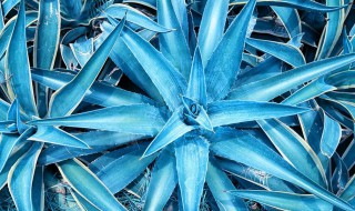 龙舌芦荟养殖技巧 龙舌兰芦荟的养殖方法