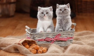 爱猫的精辟句子 喜欢猫的说说