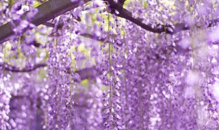 描写紫藤花的唯美语句 描写紫藤花的优美语句