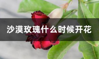 沙漠玫瑰什么时候开花 沙漠玫瑰的开花时间