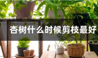 杏树什么时候剪枝最好 杏树剪枝的时间