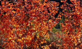 深秋是什么时候 深秋的时间