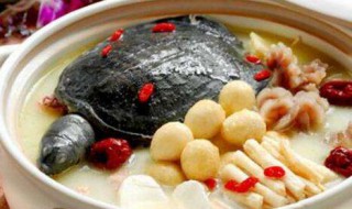 甲鱼汤怎么做 如何做甲鱼汤