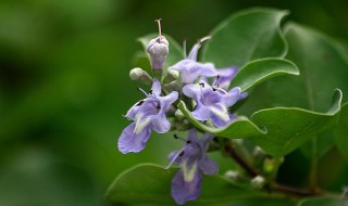 蔓的多音字组词 蔓的多音字组词及释义