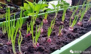 广式葱油鸡的葱油如何做 广式葱油鸡的葱油做法