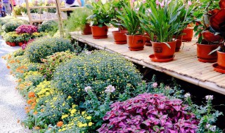 路边种花养花技巧 养花必会的小技巧分享