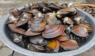 河蚌如何做才咬得动 河蚌如何做才咬得动的介绍
