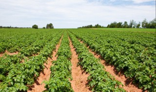 马铃薯的种植方法 马铃薯的种植方法是什么