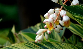 豆蔻花养殖方法 豆蔻花养殖方法是什么
