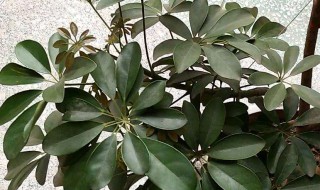 鹅掌树扦插方法 后期应该怎么养护呢