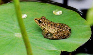 青蛙为什么会呱呱的叫 青蛙会呱呱的叫的原因