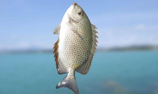 垂钓鳊鱼的方法 垂钓鳊鱼的方法有哪些