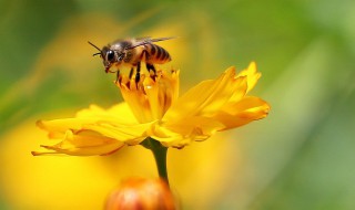 冬季喂蜂技巧 如何在冬季喂蜜蜂