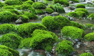 移植青苔方法 怎么栽青苔