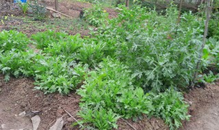 茼蒿的种植方法和时间 茼蒿怎么种