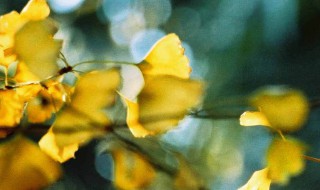 银杏水杉活化石是什么意思 银杏水杉活化石意思简述