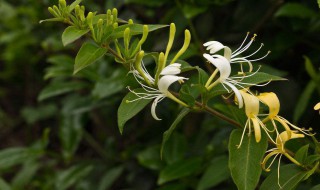 盆栽金银花冬天怎么处理 盆栽金银花冬天处理方法