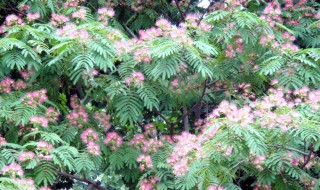 为什么芙蓉树叫鬼树 芙蓉树叫鬼树原因